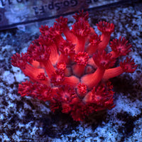 WYSIWYG Red Devil Goniopora (0.5-1")