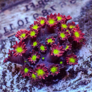 WYSIYWG Purple Stargazer Goniopora (0.5-1")