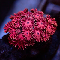 WYSIWYG Superman Red Goniopora (0.5-1")