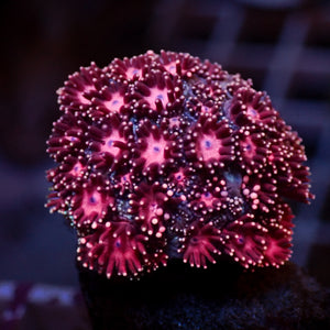 WYSIWYG Cherry Firecracker Goniopora (0.5-1")