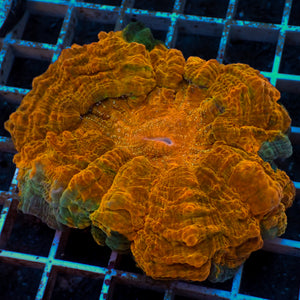 WYSIWYG Multicolor Orange Amber Acanthophyllia (5-6")