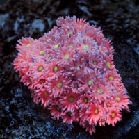 WYSIWYG Pink Lemonade Goniopora (1-2")