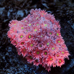 WYSIWYG Pink Lemonade Goniopora (1-2")