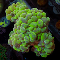 WYSIWYG Ultra Neon Cat Eye Bubble Coral (3-4")