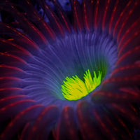 Space Void Tube Anemone
