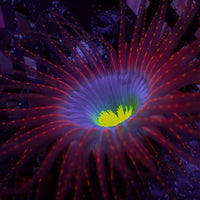 Space Void Tube Anemone
