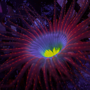 Space Void Tube Anemone