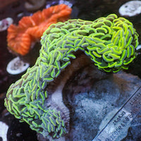 WYSIWYG Multicolor Neon Green Wall Hammer (4-5")