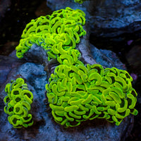 WYSIWYG Neon Green Wall Hammer (3-4")