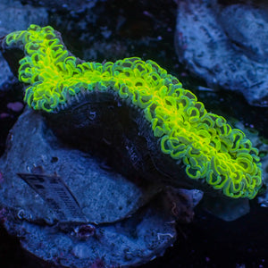 WYSIWYG Neon Green Wall Hammer (4-5")