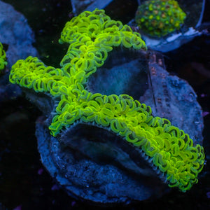 WYSIWYG Neon Green Wall Hammer (4-5")