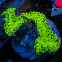 WYSIWYG Neon Green Wall Hammer (4-5")