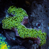 WYSIWYG Neon Green Wall Hammer (4-5")