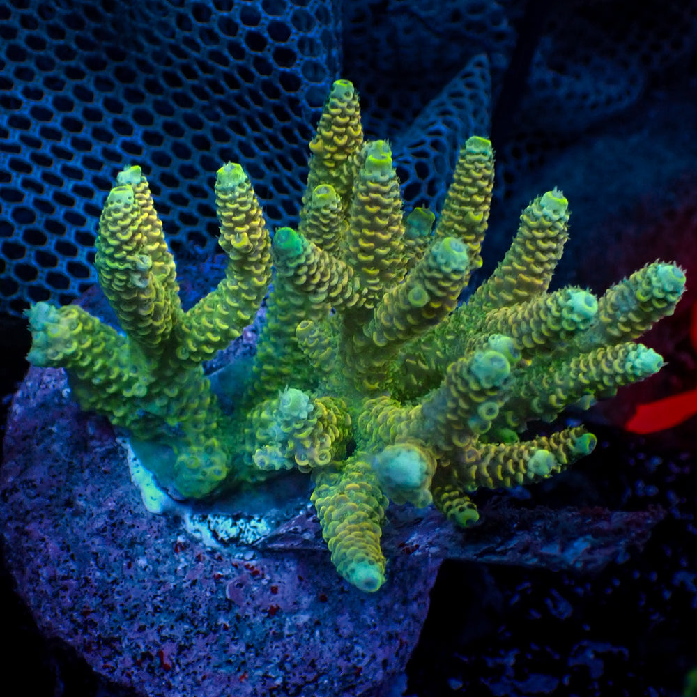 Large Miami Bliss Acropora Colony (3-5