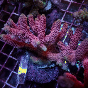 Large Hawt Pink Acropora Colony (3-5") (Special Deal!)