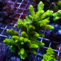 Large Sour Tang Acropora Colony (3-5")  (Special Deal!)