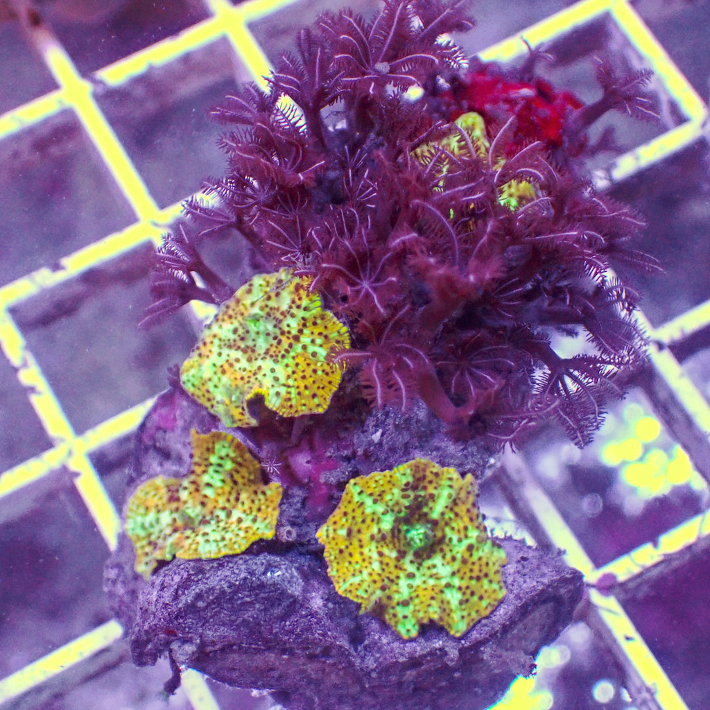 WYSIWYG Golden Watermelon Discosoma Mushroom Colony w/ Pulsing Xenia (3 Polyps) - Corals Anonymous