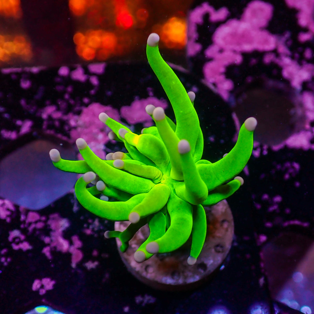 WYSIWYG Nano Pink Tip Green Torch (1 Polyp) - Corals Anonymous