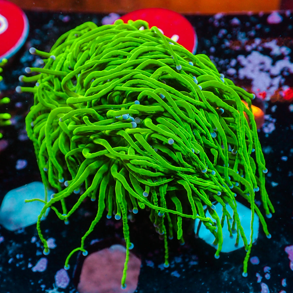 WYSIWYG Blue Tip Green Torch Colony (5 Polyps) - Corals Anonymous