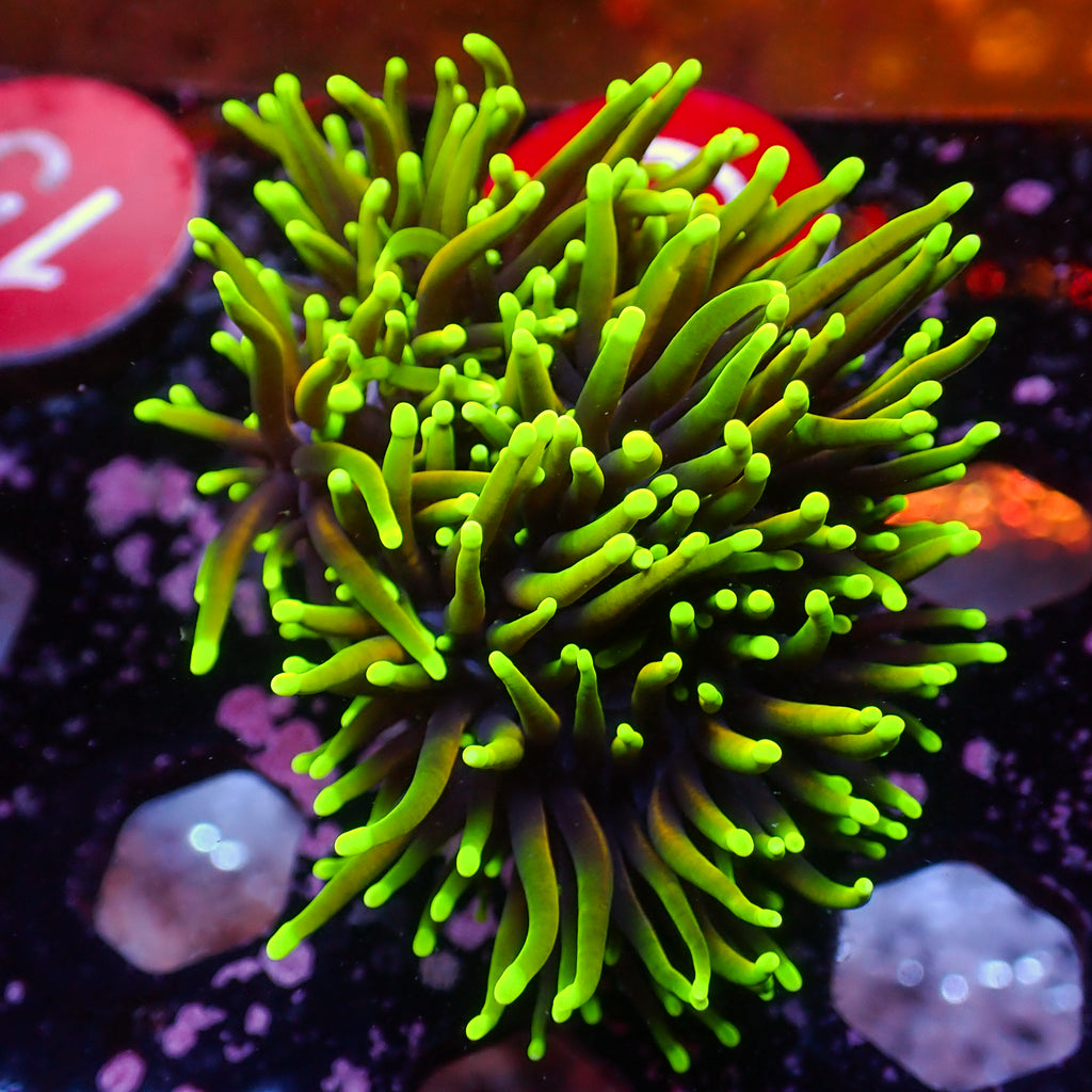 WYSIWYG Dragon Soul Torch Colony (4 Polyps) - Corals Anonymous