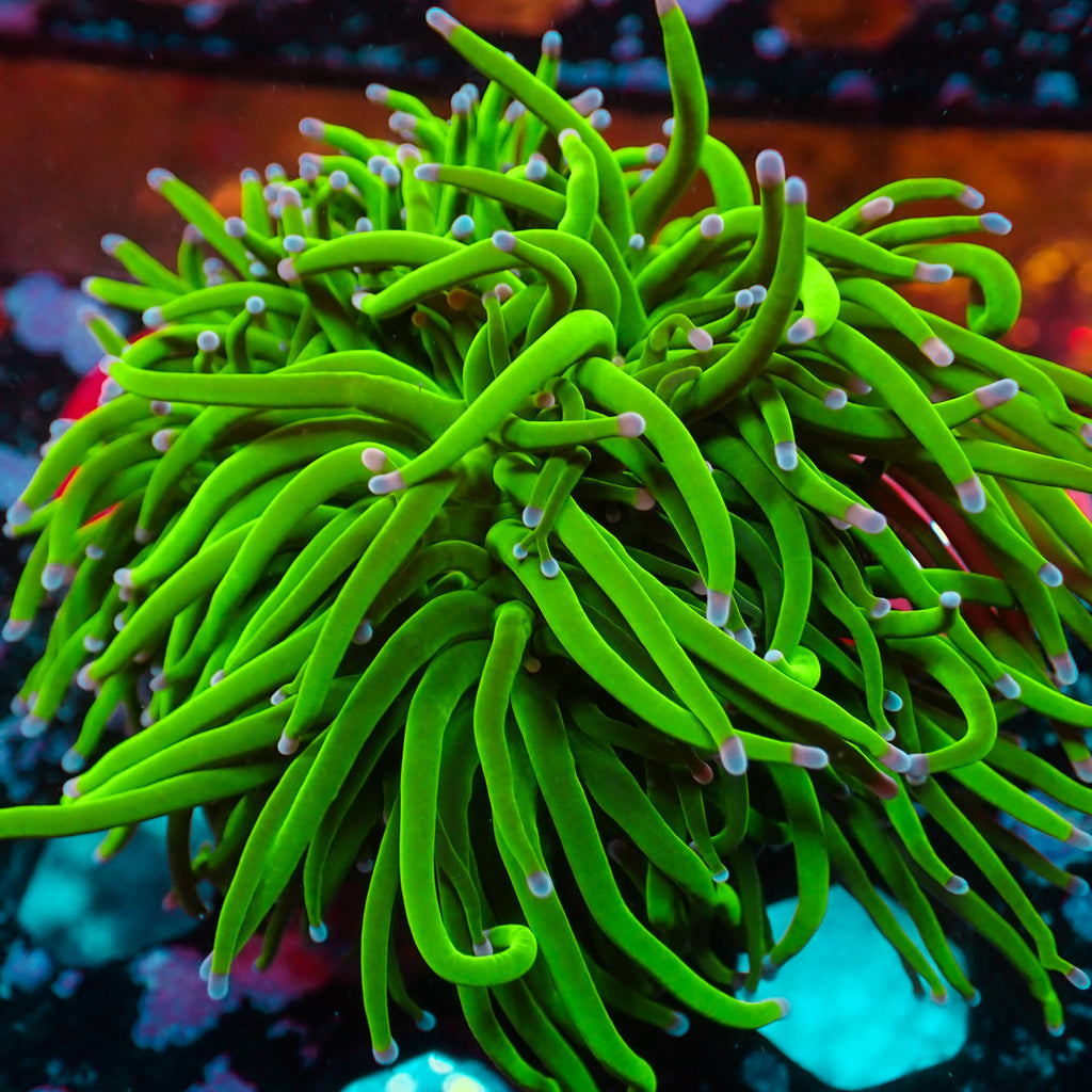 WYSIWYG Pink Cotton Candy Green Torch (6 Polyps) - Corals Anonymous
