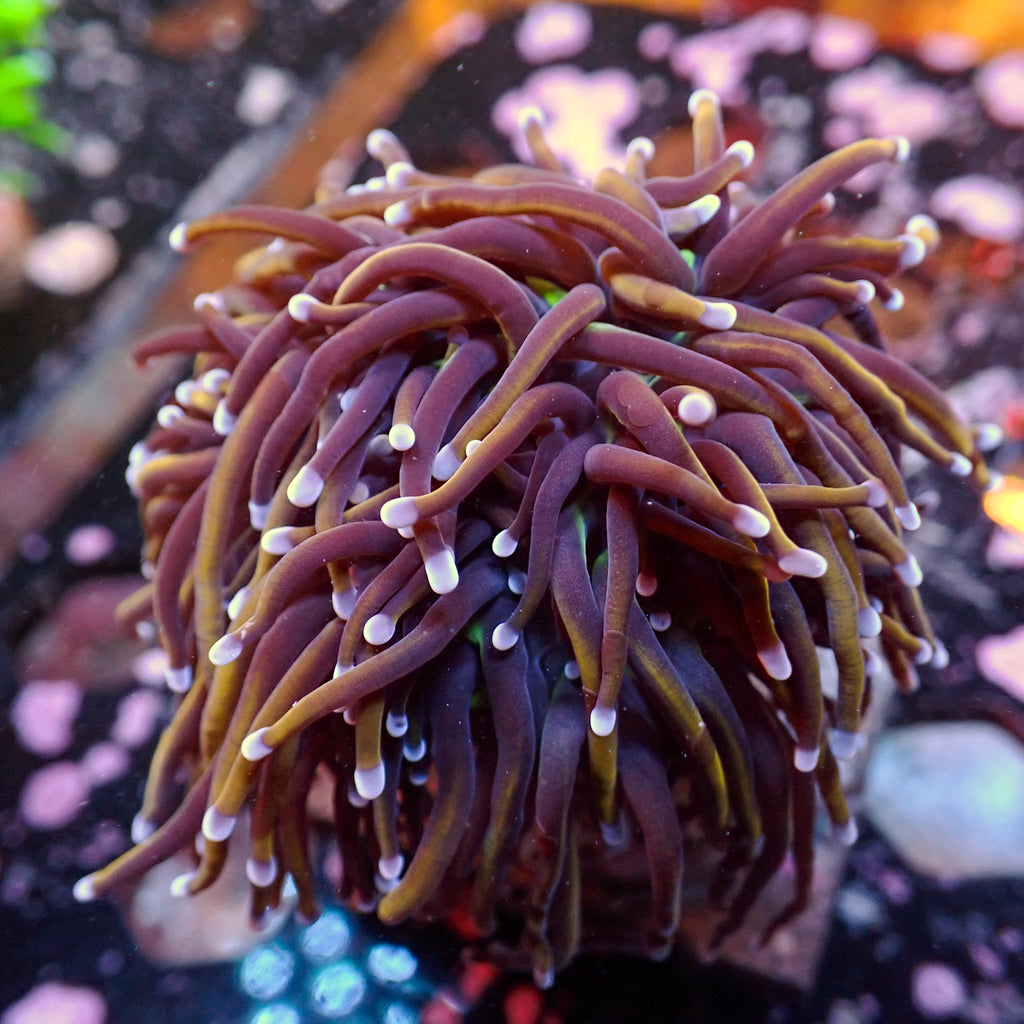 WYSIWYG NY Knicks Torch Colony (4 Polyps) - Corals Anonymous