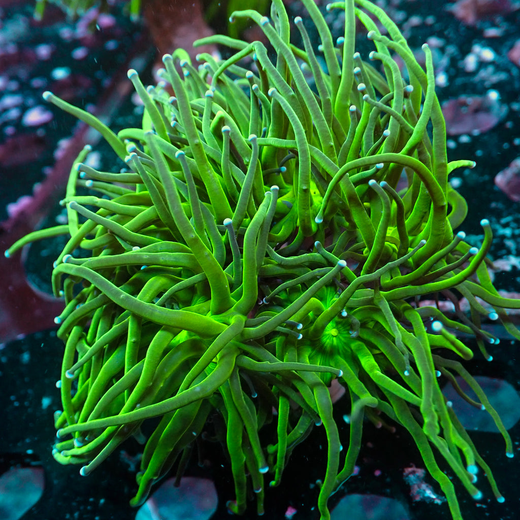 WYSIWYG Blue Tip Green Torch Colony (5 Polyps) - Corals Anonymous