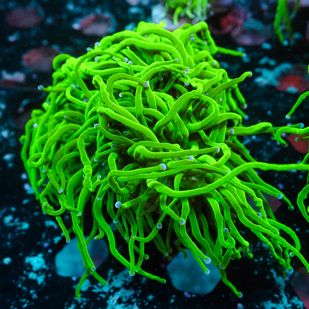 WYSIWYG Blue Tip Green Torch Colony (6 Polyps) - Corals Anonymous