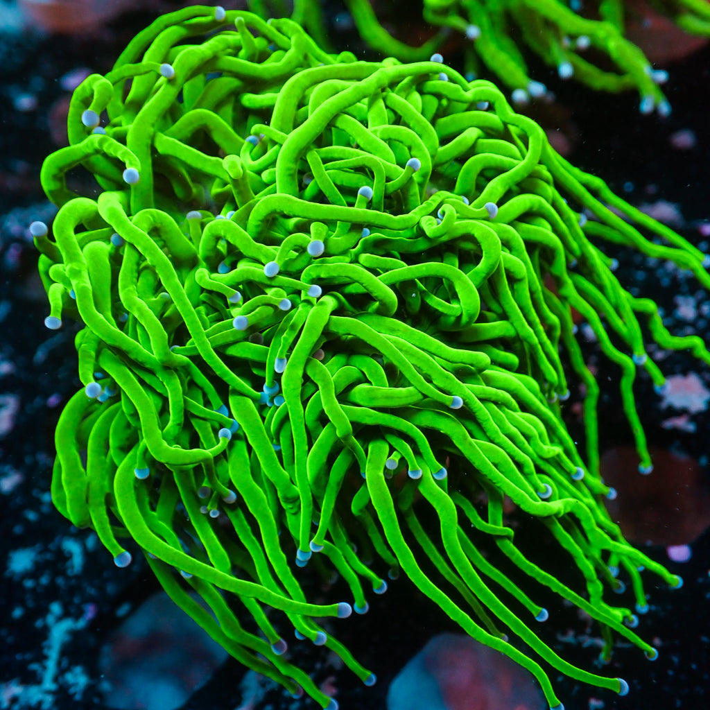 WYSIWYG Blue Tip Green Torch Colony (4 Polyps) - Corals Anonymous
