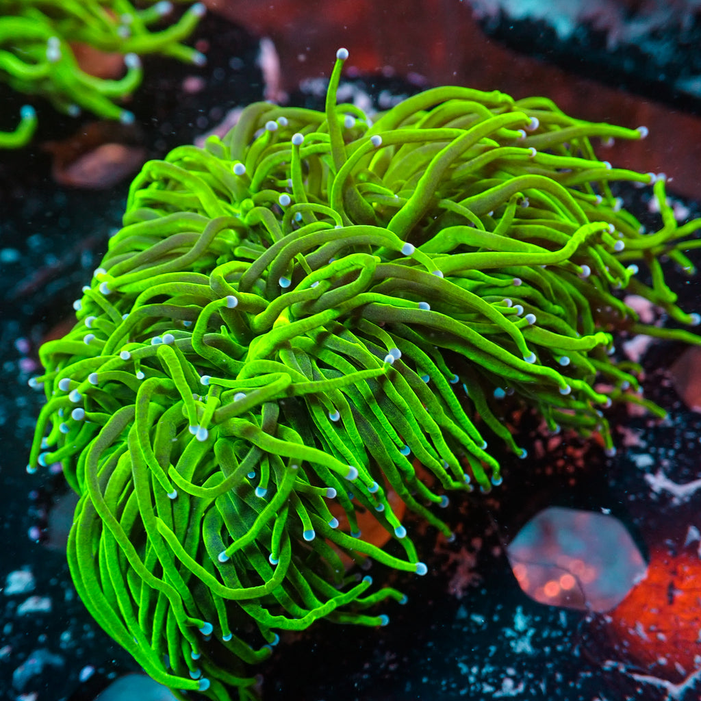 WYSIWYG Blue Tip Green Torch Colony (5 Polyps) - Corals Anonymous