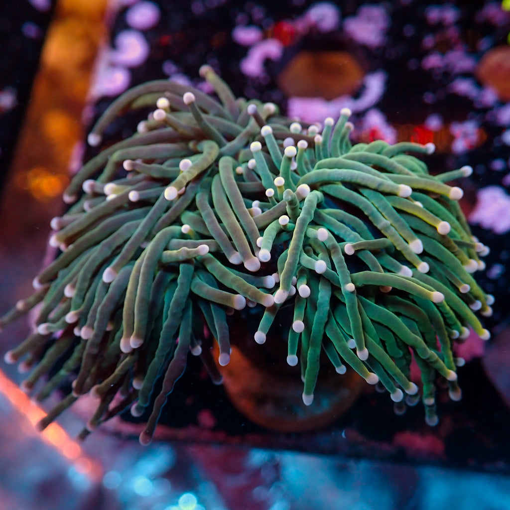 WYSIWYG Teal Stem Torch Colony (3 Polyps)??? - Corals Anonymous