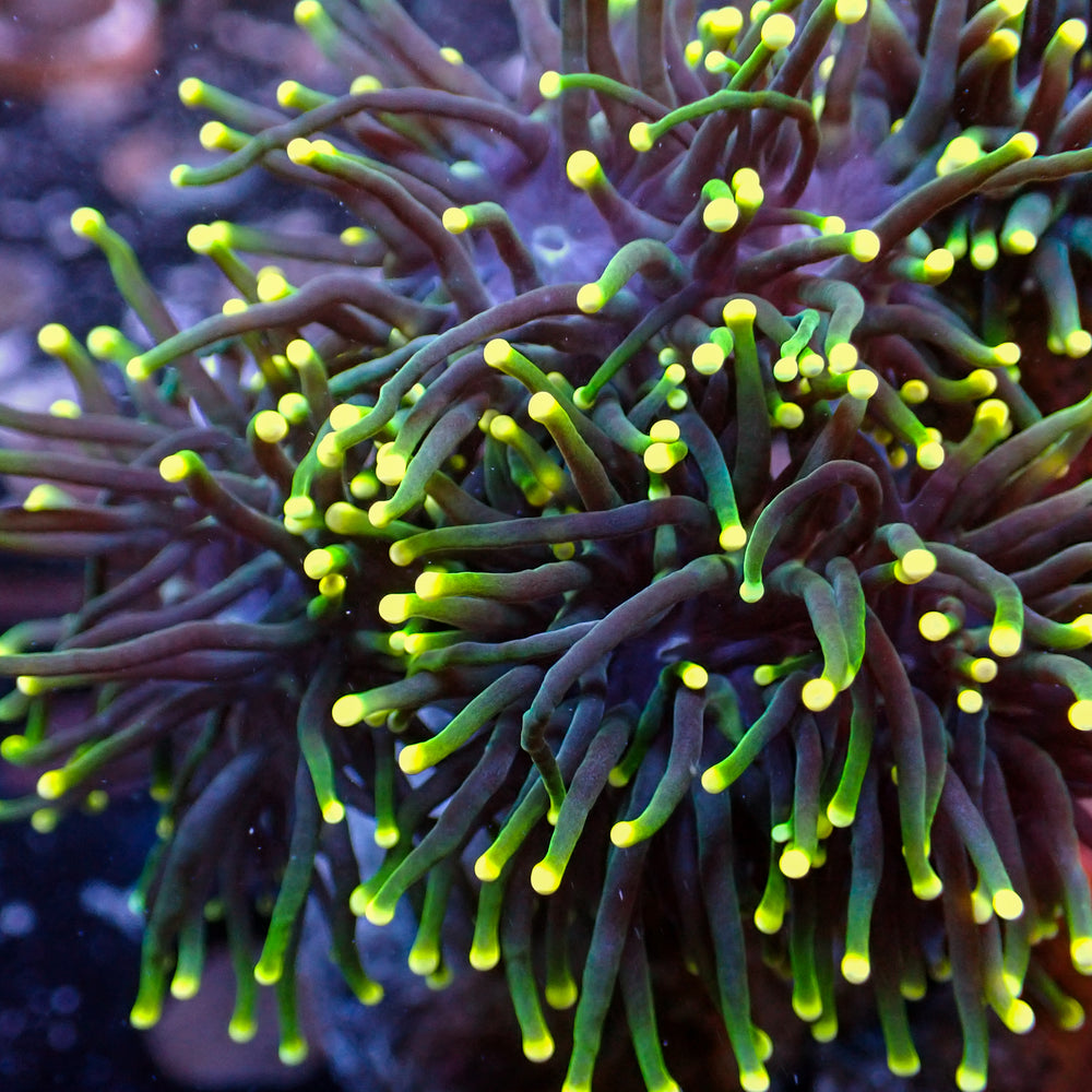 Neon Tip Purple Torch