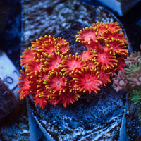 WYSIWYG Sunny Flare Goniopora (0.5-1" Frag)