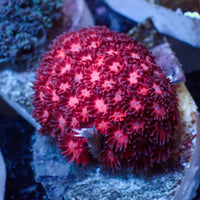 WYSIWYG Passion Pink Goniopora (1-2")