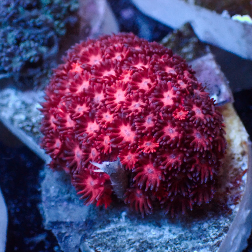 WYSIWYG Passion Pink Goniopora (1-2