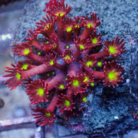 WYSIYWG Purple Stargazer Goniopora (1-2")