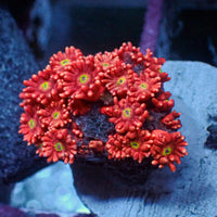 WYSIWYG Strawberry Lemonade Goniopora (0.5-1" Frag)