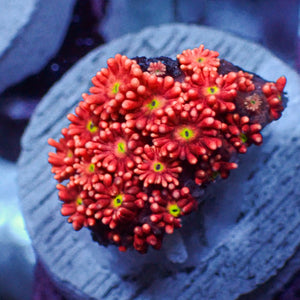 WYSIWYG Strawberry Lemonade Goniopora (0.5-1" Frag)