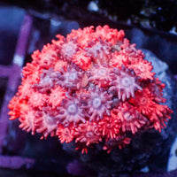 WYSIWYG Cotton Candy Pink & Purple Goniopora (0.5-1 Frag")