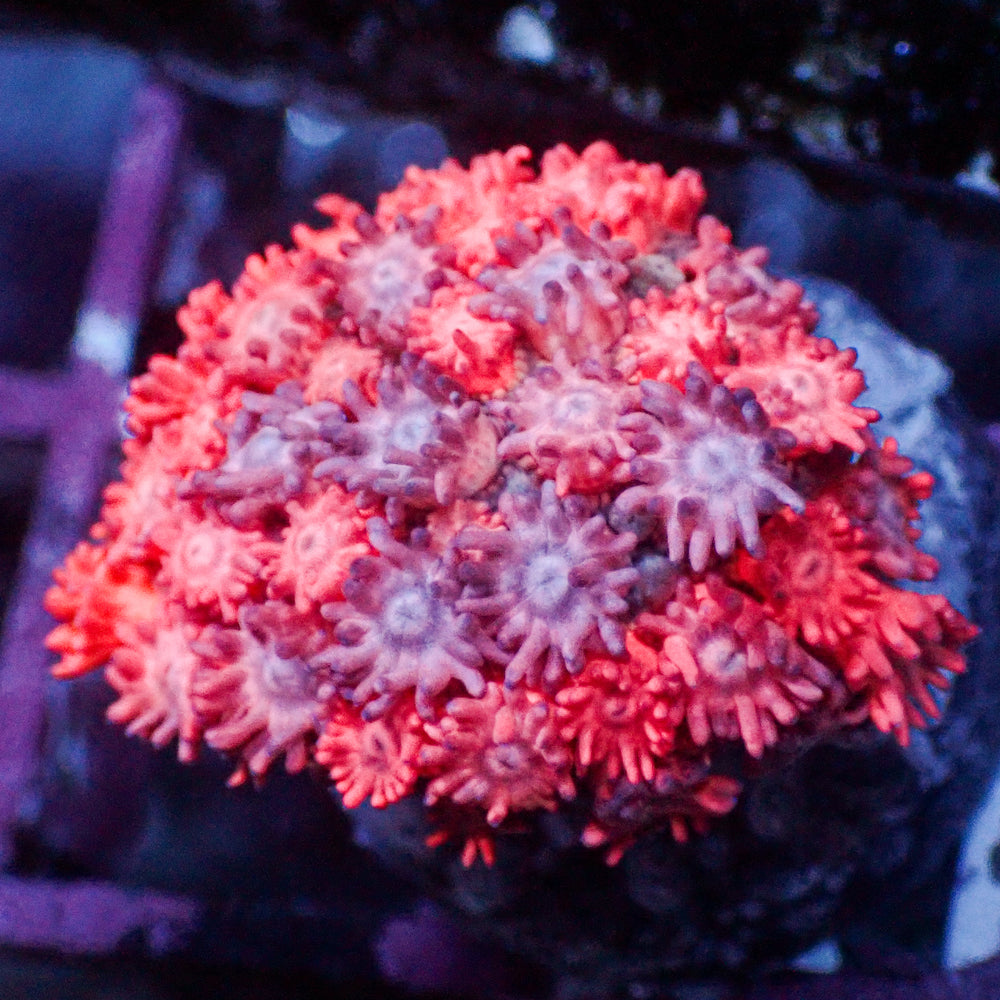 WYSIWYG Cotton Candy Pink & Purple Goniopora (0.5-1 Frag