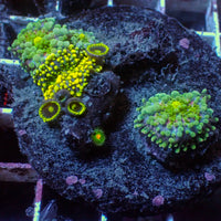 WYSIWYG Rainbow Yuma Mushroom Combo Colony w/ zoas (3 Polyps)