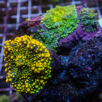 WYSIWYG Rainbow Yuma Mushroom Combo Colony (4 Polyps)
