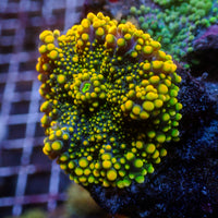 WYSIWYG Rainbow Yuma Mushroom Combo Colony (4 Polyps)
