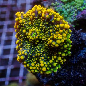 WYSIWYG Rainbow Yuma Mushroom Combo Colony (4 Polyps)