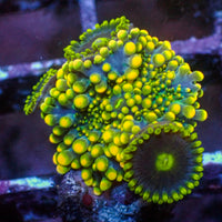 WYSIWYG Indo Electric Yuma Mushroom w/ zoas