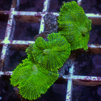 WYSIWYG Green Rhodactis Mushroom (3 Polyps)