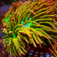 WYSIWYG Maui Gold Rainbow Bubble Tip Anemone (2-4")
