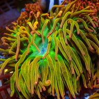 WYSIWYG Maui Gold Rainbow Bubble Tip Anemone (2-4")
