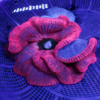 WYSIWYG XL Pink Haddoni Carpet Anemone (10-12”)