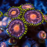 Nebula Zoa (10-15 Polyps colony)